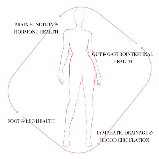 human body structure